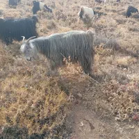 بز بره گوسفند میش