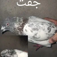 کفتر|پرنده|رودان, |دیوار