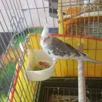 عروس هلندی|پرنده|کرمان, |دیوار