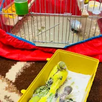 مرغ عشق|پرنده|ایلام, |دیوار