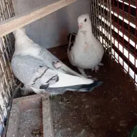 کفتر جفت خورده بلژیکی