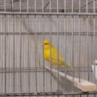 دوتا قناری نر سوپر