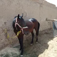 فروش و خرید اسب پالونی
