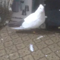 کبوتر دم قهوه ای|پرنده|اندیمشک, |دیوار