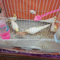 عروس هلندی لوتینو