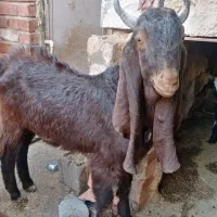 نری کاموری کرمان نقد