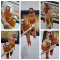 گرینچیک عروس هلندی ملنگو کتوله