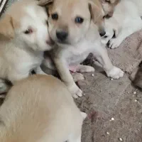 توله سگ واگذاری|سگ|تهران, شکوفه (عبدل آباد)|دیوار