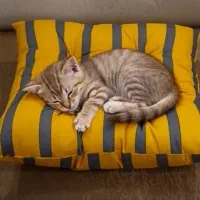 جای خواب سگ و گربه|لوازم جانبی حیوانات|کرمان, |دیوار