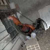 مرغ وخروس لاری