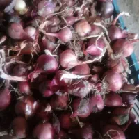 پیاز تازه امسال ۲۰ کیلو و پیاز ترشی و سیر محلی|خوردنی و آشامیدنی|خوی, |دیوار