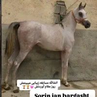 کره اسب عرب دوسر وارداتی