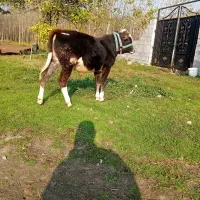 ورزا کوله چالوسی دورگ|حیوانات مزرعه|آستانه اشرفیه, |دیوار