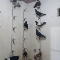 کفتر سوراخ