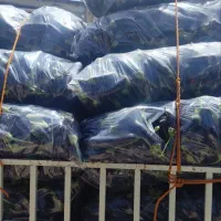 بار نوبر دزفول پیاز سیب زمینی بادمجون قابل تامین