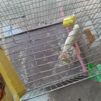 مرغ عشق  بازی تا جوجه معاوضه  با قناری|پرنده|اقبالیه, |دیوار