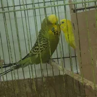 جفت مرغ عشق انگلیسی گریدa فول فول