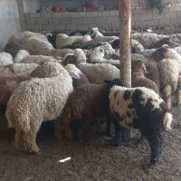 بره قصابی