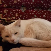 گربه آنکارا ترکی (آنگورای ترکی)