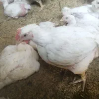 مرغ گوشتی