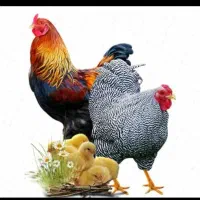 کتان ارزن کوشک و گاودانه کبوتر