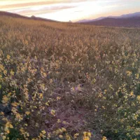 زمین کشاورزی