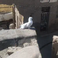 کفتر دم چتری  کاکلی پا پر