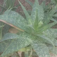 گل آلوورا|گل و گیاه طبیعی|اردکان, |دیوار