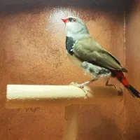 فنچ،گلدین،الماسی،بنگالی
