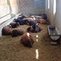 گوسفند زنده قربانی درجه یک|حیوانات مزرعه|همدان, |دیوار