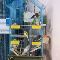 یه مشت پرنده یه جا فروشم فقط یه جا