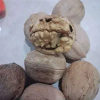 گردوسی سخت