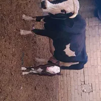 گاو شیری سیمینتال همراه با یک گوساله ماده