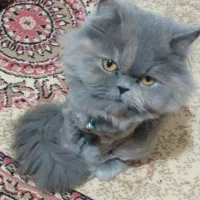 گمشده