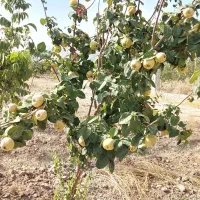 فروش باغ ثمری حسن آباد سنجرلو|فروش زمین و ملک کلنگی|سیدان, |دیوار