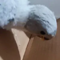 کوتوله برزیلی سرلاکی