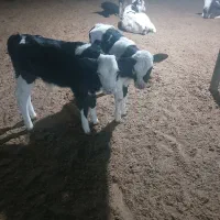 ۳راس گاو آبستن ۸ماهه و۲راس گوساله شیری