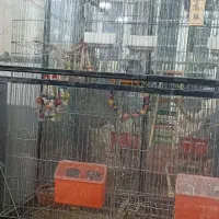 قفسه و وسایل و 6 عدد طوطی راهب اهلی