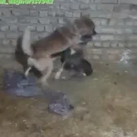 سگ گمشده|سگ|کوهنانی, |دیوار