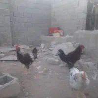 معاوضه خروس بامرغ محلی