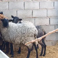 گوسفند رمانف