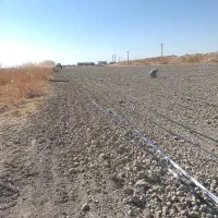 پهن کردن وانشعاب نوار تیپ قطره ای