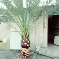قطع نخل بریدن نخل هرس نخل سمپاشی نخل|خدمات باغبانی و درختکاری|اهواز, نادری|دیوار