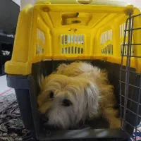 واگذاری موقتی سگ ماده|سگ|مشهد, ولیعصر (شهرک غرب)|دیوار