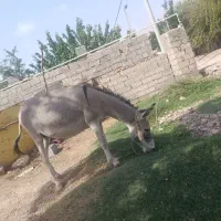 یک عدد الاغ نر جوان ۴ساله