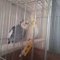 یک جفت عروس هلندی مولد ویک جوجه نر