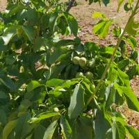 باغ گردویی مناسب برای سرمایه گذاری