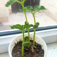 حوالی امروز دم غروب گوشی موبایل گمشده