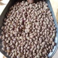 سه تن لوبیا چیتی سرحد