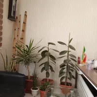 استخدام خانوم کاربلد منشی